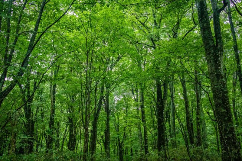 vùng núi Shirakami